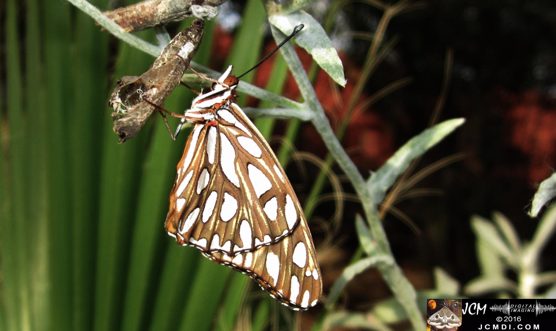 20160920 IMG_0792 Gulf Fritillary Butterfly emerged in sunlight.jpg
